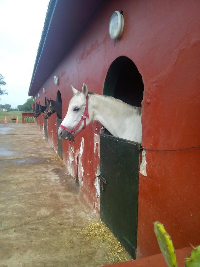 Ferme Hippique Chtouka Panzió Dar Said Ben Hajj Kültér fotó